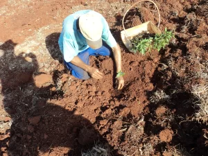 Polim Agri PP® - Florestal