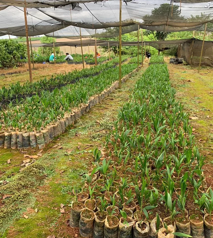 Polim-Pote Bio® - Saquinho Biodegradável para Plantio